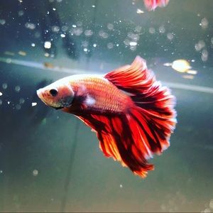 Meet your Posher, Koda